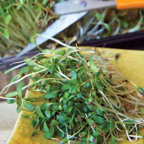 Is Sprouting Grains and Seeds for Chickens Worthwhile?
